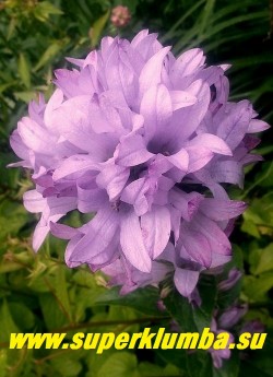 КОЛОКОЛЬЧИК СКУЧЕННЫЙ "КАРОЛИНА" (Campanula glomerata ''Caroline'') очень красивый колокольчик с крупными нежно-розовыми цветами собранными в головчатые соцветия , высота 25 см, цветет в июле-августе. НЕТ В ПРОДАЖЕ