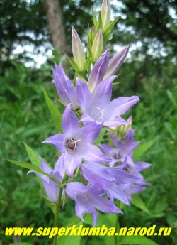 КОЛОКОЛЬЧИК ШИРОКОЛИСТНЫЙ "СВЕТЛО-СИРЕНЕВЫЙ" (Campanula latifolia) колокольчик с сиренево-голубыми цветами до 6 см в длину в высоких колосовидных соцветиях, хорошо смотрится на заднем плане цветника, цветет июль-август, высота до 1 м, НОВИНКА! ЦЕНА 200 руб (1 шт)