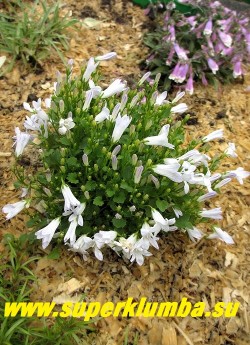 КОЛОКОЛЬЧИК ПОРТЕНШЛАГА   "АЛЬБА"  (Campanula portenschlagiana alba)  низкий подушковидный колокольчик   с белыми цветами.  Высота 10- 15 см .   Цветет очень обильно с июня в течении месяца, разрастается хорошо.    НЕТ В ПРОДАЖЕ