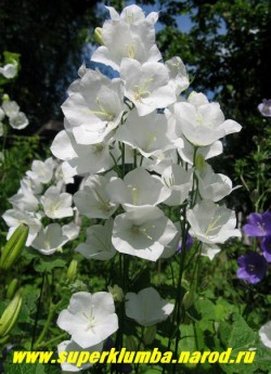 КОЛОКОЛЬЧИК ПЕРСИКОЛИСТНЫЙ «БЕЛЫЙ» (Campanula persicifolia Alba) красивый и неприхотливый срезочный колокольчик, с крупными белыми широкимит колокольчиками в высоких цветоносах. Цветет июнь-июль, высота 60-80 см, ЦЕНА 200 руб (1 дел)
