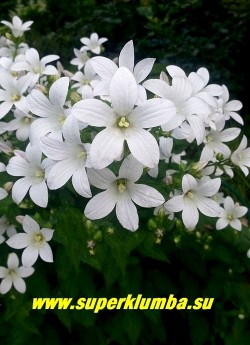 КОЛОКОЛЬЧИК МОЛОЧНОЦВЕТКОВЫЙ «Белый» (Campanula lactiflora) высокий колокольчик с крупными соцветиями белых цветов, высота 70-100 см, цветет с июня по август. Цветы имеют нежный аромат. Предпочитает солнечное место. НЕТ В ПРОДАЖЕ