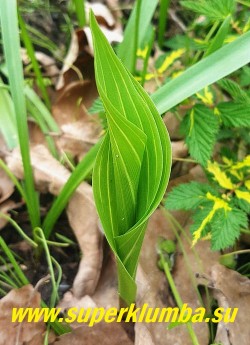 ЛАНДЫШ МАЙСКИЙ АЛЬБОСТРИАТА (Convallaria majalis Albostriata) Неприхотлив, однако требует хорошо обработанной, богатой органикой почвы. НОВИНКА! ЦЕНА 400 руб  (1 шт)