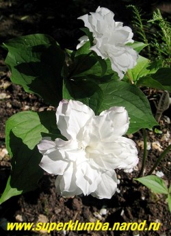 ТРИЛЛИУМ КРУПНОЦВЕТКОВЫЙ "Snoebunting" (Trillium grandiflorum "Snoebunting") Цветок крупным планом. Цветет с середины мая 2 недели. НОВИНКА! ЦЕНА 1500 руб (1 взрослое цветущее растение) НЕТ НА ВЕСНУ