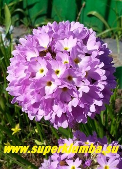 Примула мелкозубчатая "СИРЕНЕВАЯ" (Primula denticulata) самая ранняя из шаровых примул, высота до 20 см, цветет апрель-май, ЦЕНА 150 руб (штука)