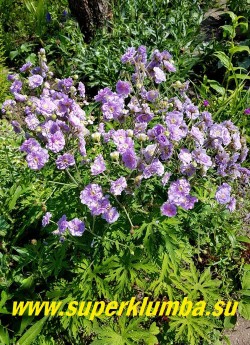 ГЕРАНЬ ЛУГОВАЯ "Саммер скайз" (Geranium  pratense "Summer Skies")
Кустик  в саду.  Куст прямостоячий. НОВИНКА! ЦЕНА 400 руб