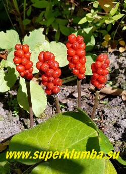 АРОННИК ВОСТОЧНЫЙ (Arum оrientale) Осенью созревают очень эффектные, плотные початки с ярко-оранжевыми ягодами. Ягоды несъедобны.  ЦЕНА 250 руб