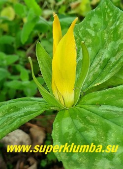 ТРИЛЛИУМ ЖЕЛТЫЙ (Trillium luteum) Цветок сидячий длиной 3-5 см  с немного скрученными желтыми лепестками и зелеными чашелистиками с запахом лимона. Распускается лимонным и постепенно  желтеет. НОВИНКА! НЕТ НА ВЕСНУ.