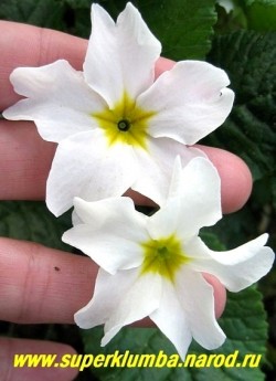 Примула Юлии «СНОУ УАЙТ» (Primula Juliae «Snow white») крупным планом . Диаметр цветка 5-6 см. ЦЕНА 250 руб (штука)