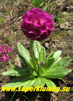 Примула мелкозубчатая "СВЕКОЛЬНАЯ" (Primula denticulata) крупноцветковая насыщенно-свекольного цвета, высота до 20 см, цветет апрель-май, НОВИНКА! ЦЕНА 350 руб (штука)