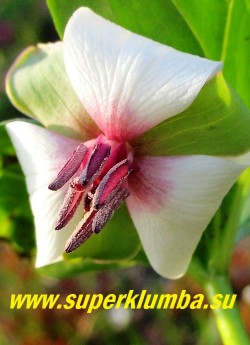 ТРИЛЛИУМ РУГЕЛЯ (Trillium rugelii) Цветок крупным планом. Цветы белые с розовым центром с отогнутыми назад лепестками. Цветоножка 1-3 см длиной, согнутая.  . Зацветает позднее других видов, в конце мая, и цветет до середины июня. НОВИНКА! ЦЕНА 1000 руб