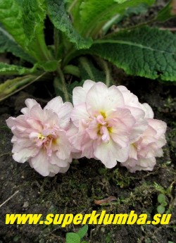 Примула бесстебельная махровая БЕЛАРИНА ПИНК АЙС (Primula vulgaris Belarina Pink Ice) крупные белые с розовым румянцем густомахровые, ароматные цветы. НОВИНКА! НЕТ В ПРОДАЖЕ