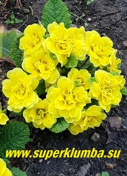 Примула бесстебельная махровая БЕЛАРИНА  БАТТЕР ЕЛЛОУ (Primula acaulis Belarina Butter Yellow) Форма цветка «jack-in-the-green». Густо махровые желтые цветы в манжете из зеленых прицветников. Высота 12 см, цветет в мае. НЕТ В ПРОДАЖЕ