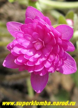цветок крупным планом ПЕЧЕНОЧНИЦЫ БЛАГОРОДНОЙ «РОЗЕА ПЛЕНА» (Hepatica nobilis f. rosea plena) ЦЕНА 1500 руб (1 шт)