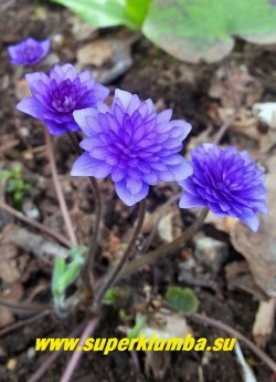 ПЕЧЕНОЧНИЦА БЛАГОРОДНАЯ «ЦЕРУЛЕА ПЛЕНА» (Hepatica nobilis f. Coerulea Plenа) печеночница с махровыми синими цветами , кустик высотой до12 см, листья трехлопастные кожистые, цветет в апреле-мае, разрастается медленно. НОВИНКА! ЦЕНА 3000 руб (1 шт)