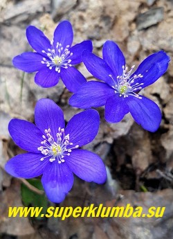 ПЕЧЕНОЧНИЦА БЛАГОРОДНАЯ «ВАЙОЛЕТ» (Hepatica nobilis var. violet) печеночница с темными фиолетово-синими цветами с розовыми тычинками. в полном роспуске цветы становятся темно синими. Высота 12-15 см. Листья кожистые. НОВИНКА! НЕТ В ПРОДАЖЕ