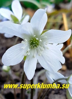 ПЕЧЕНОЧНИЦА БЛАГОРОДНАЯ «АЛЬБА  2» (Hepatica nobilis var. alba ) Цветок крупным планом. НОВИНКА! ЦЕНА 600 руб (1 шт)