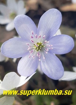 ПЕЧЕНОЧНИЦА БЛАГОРОДНАЯ «ЗИМУШКА» (Hepatica nobilis) Название условное-собственный сеянец.  Красивая форма  с  нежными бело -голубыми  крупными  цветами с розовыми тычинками. Высота 12 см, листья трехлопастные кожистые, цветет в апреле-мае. НОВИНКА!
