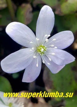 ПЕЧЕНОЧНИЦА БЛАГОРОДНАЯ «МЕТЕЛЬ» (Hepatica nobilis) Название условное-собственный сеянец. Красивая форма с льдистыми  светло-голубыми крупными цветами с белыми тычинками. Высота 12 см, листья трехлопастные кожистые, цветет в апреле-мае. НОВИНКА!