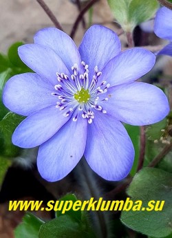 ПЕЧЕНОЧНИЦА ТРАНСИЛЬВАНСКАЯ БЛЮ ДЖЕВЕЛ (Hepatica transilvanica Blue Jewel) Цветок крупным планом. Диаметр цветка 4-5см. НОВИНКА! ЦЕНА 1000 руб (1 шт)