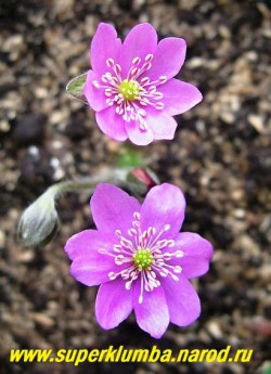 ПЕЧЕНОЧНИЦА БЛАГОРОДНАЯ «РОЗЕА» (Hepatica nobilis var. rosea) красивая форма с малиново-розовыми крупными, диаметром 3-4 см, цветами. Высота 12 см, листья трехлопастные кожистые, цветет в апреле-мае. НОВИНКА! НЕТ В ПРОДАЖЕ.