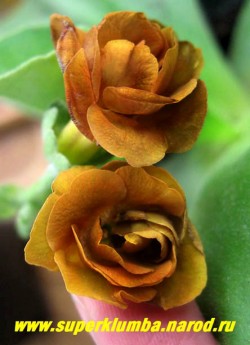 Примула ушковая «ФОРЕСТ КАПУЧИНО» (Primula auricula ‘Forest Cappucino’) махровая кофейно-коричневая примула, высота до 15см, цветет май-июнь, НОВИНКА! ЦЕНА 800 руб. (штука) НЕТ НА ВЕСНУ
