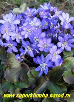 ПЕЧЕНОЧНИЦА БЛАГОРОДНАЯ (Hepatica nobilis) красивейшее вечнозеленое весеннецветущее растение формирующее аккуратный кустик высотой до12 см, листья трехлопастные кожистые, цветы лилово-голубые с диаметром 2,5-3 см, цветет в апреле-мае, ЦЕНА 250 руб (1 дел )