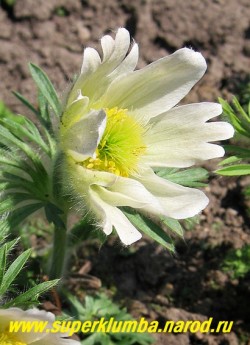 ПРОСТРЕЛ ОБЫКНОВЕННЫЙ БЕЛЫЙ (Рulsatilla vulgaris "alba") цветок крупным планом. НЕТ В ПРОДАЖЕ