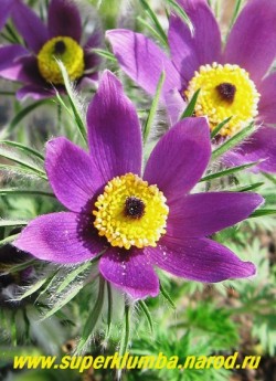 ПРОСТРЕЛ ХАЛЛЕРА или Сон-трава (Рulsatilla halleri) цветок крупным планом.  НЕТ В  ПРОДАЖЕ
