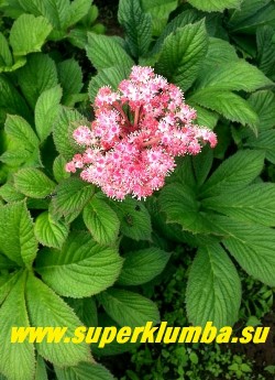 РОДЖЕРСИЯ ПЕРИСТАЯ "Ди Штольце" (Rodgersia pinnata "Die Stolze") с красивыми кораллово-розовыми соцветиями  и розовато-бронзовой весенней листвой.
 Цветет с середины июня и до июля. Куст достигает 120 см в высоту. Этот сорт считается солнцеустойчивым. НОВИНКА! НЕТ В ПРОДАЖЕ.