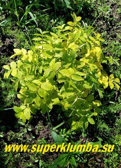 ЛАБАЗНИК ВЯЗОЛИСТНЫЙ «АУРЕА» (Filipendula ulmaria "Aurea")  сорт с 
 яркой золотисто-желтой листвой и белыми пушистыми  соцветиями.  Высота 75-120 см. НОВИНКА! НЕТ В ПРОДАЖЕ.